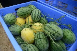 吃瓜分享群,揭秘娱乐圈幕后故事